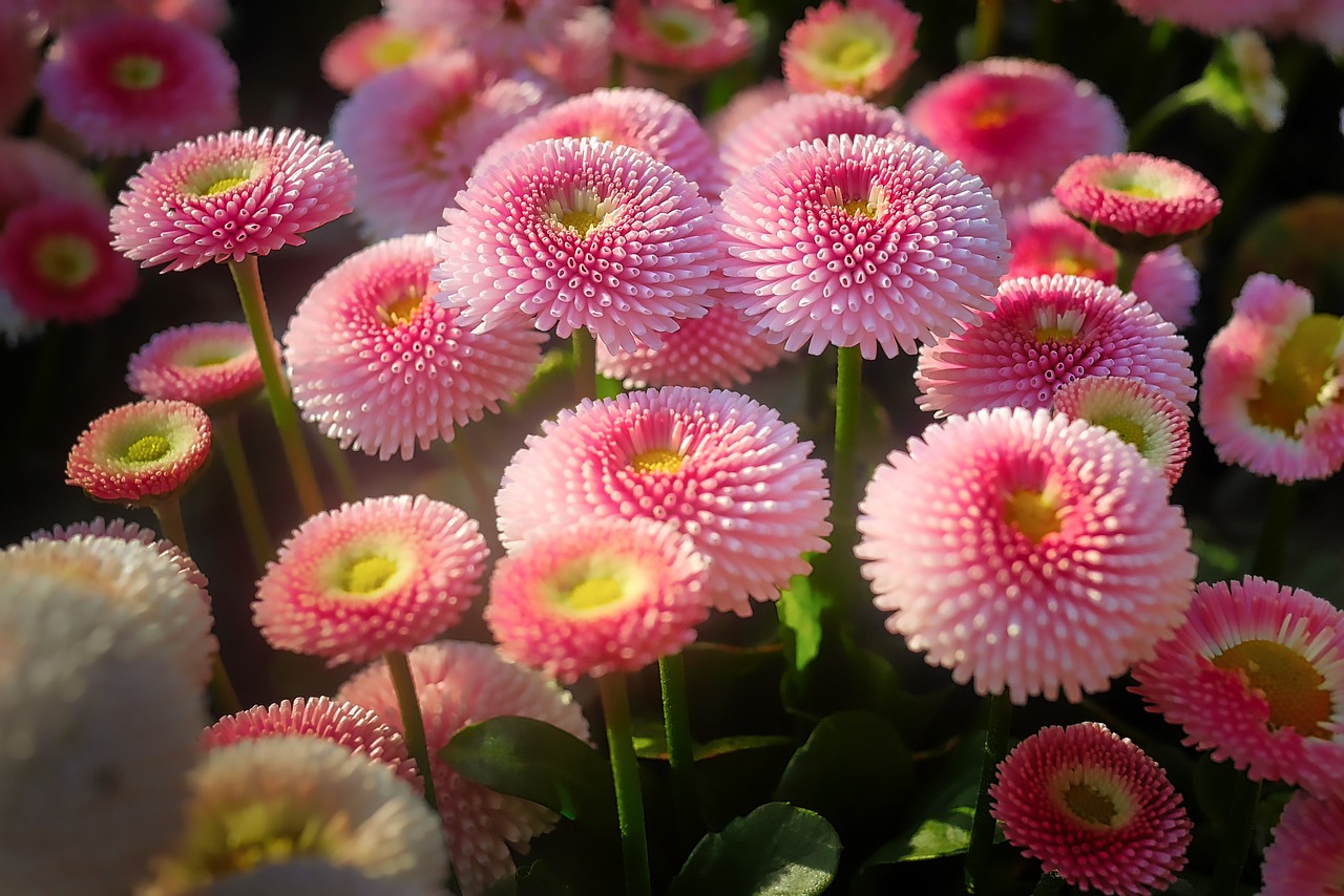 雪碧与花卉，预防花卉病虫害用药的巧妙结合雪碧花卉	预防花卉病虫害用药有哪些  第1张